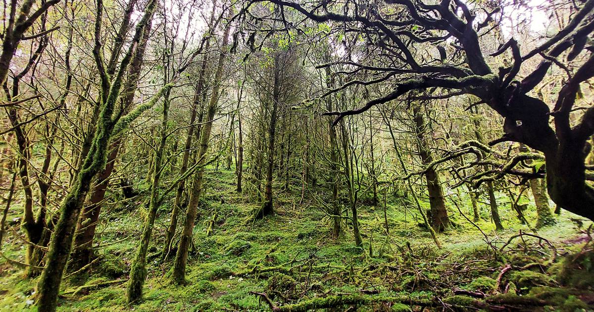 Правила ЕС препятствуют усилиям Ирландии по посадке новых деревьев, заявляет орган лесной промышленности – The Irish Times