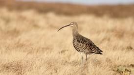 Curlew numbers rising as conservation targets are being met