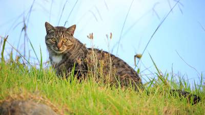 New Zealand contest for children to hunt feral cats scrapped 