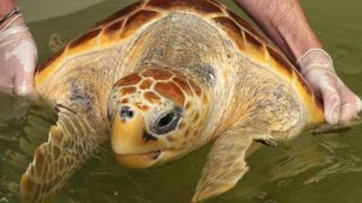 Leona the turtle has landed in Las Palmas after flying economy class from Dublin