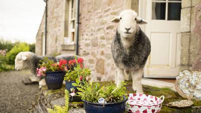 Fancy having tea with a ‘naughty sheep’? New Airbnb trips to focus on animals