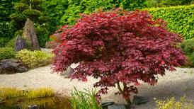 Your gardening questions answered: Will my acer tree come back?
