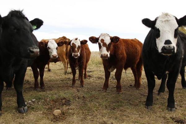 Beef strike: Producers seeking ‘survival line’ cash injection from State, EU