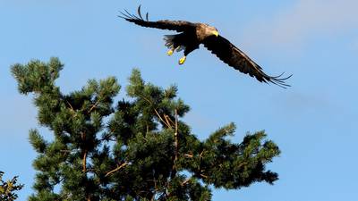 White-tailed eagle released in wild ‘poisoned with illegal pesticide’