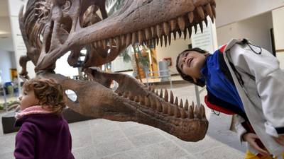 Toothy terror: dinosaurs like  T rex had serrated teeth