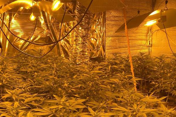 Man arrested after cannabis plants worth €250k discovered in Monaghan