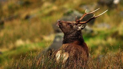 Deer culling programme in Wicklow to intensify