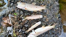 Investigation under way after serious incident kills 2,000 fish in Cork stream