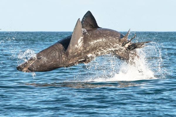 Legal protection for endangered basking sharks a ‘game-changer’