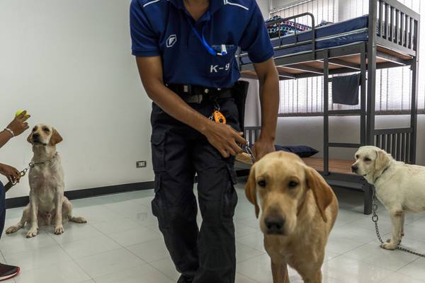 Good boys, doing a good job: Dogs take lead role in Covid-19 detection