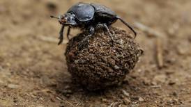 The Irish farmers peering into cow pats for precious dung beetles