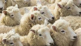 Unthinkable: Are elite students just excellent sheep?