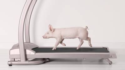 Why do we run? Ask a pig on a treadmill