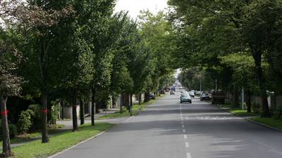Tree-lined streets ‘can raise children’s intelligence’