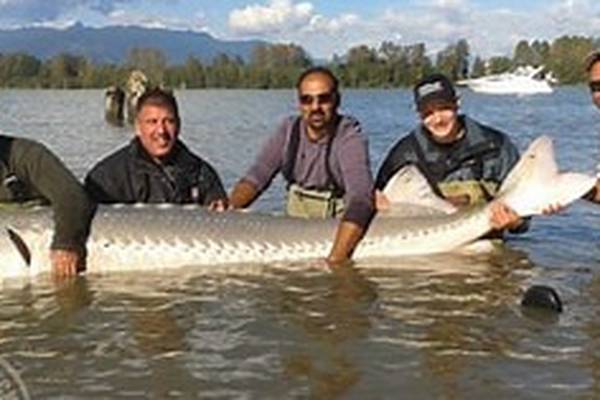 Angling Notes: Ancient white sturgeon caught in Canada