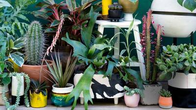 It’s the 1970s all over again as house plants grow on us