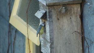 Why do blue tits insist on pecking the nestbox? Readers' nature queries –  The Irish Times