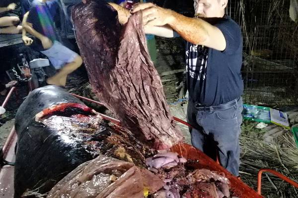 Dead whale with 40kg of plastic in stomach found in Philippines
