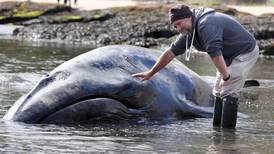 Rare  whale dies after beaching on Antrim coast