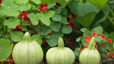 It’s not too late to grow your salads for summer