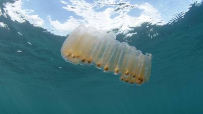 Plastic eaten by plankton may impair oceans’ ability to trap CO2