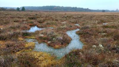 Major peatland restoration initiative is anything but bog-standard