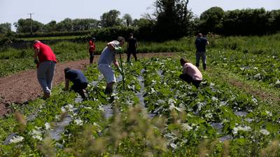 The farm that helps drug addicts: ‘It’s calm here. When everything is hectic, that helps’