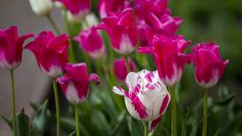 Gardening Q&A: How to avoid tulip fire