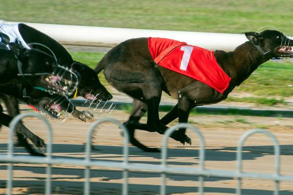 Cork greyhound professionals defend integrity of sport