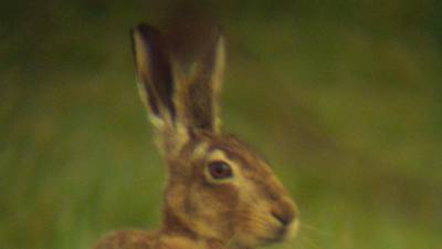 Department of Agriculture on alert for myxomatosis in hares