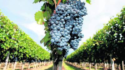 Climate change may force vineyards to relocate