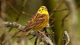 Yellowhammer birds have declined almost 60% in Ireland over the last 20 years