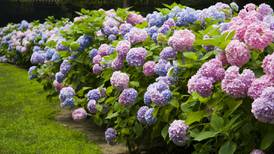 Your gardening questions answered: How do I prune a hydrangea?