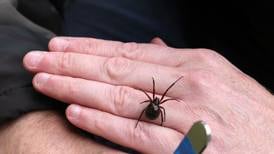 False widow’s killing of shrew confirms its threat to ecosystem