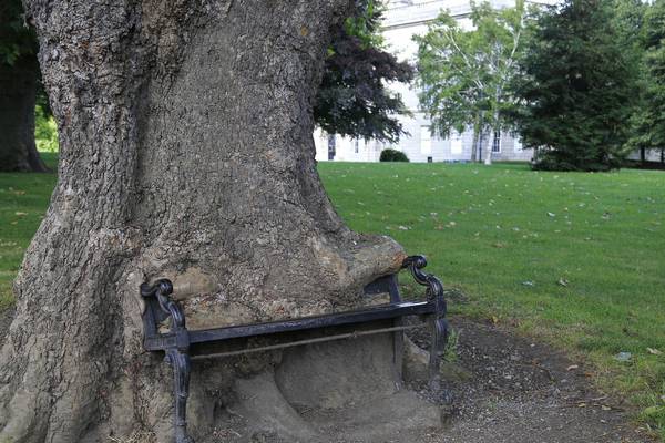 ‘Hungry tree’ is slowly eating a cast-iron bench in Dublin