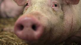 Man punished for failing to prevent dogs from eating sow