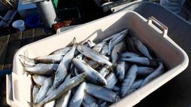 Hundreds of jobs at risk after EU fish deal, fishermen warn