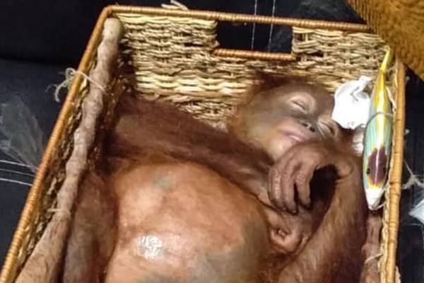 Drugged orangutan found in tourist’s luggage in Bali