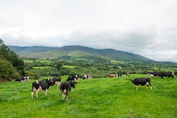 Farmland prices forecast to rise in tandem with dairy recovery 