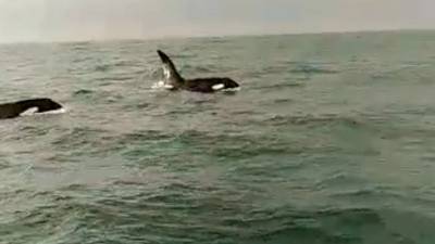 Two killer whales spotted off north Co Dublin coast