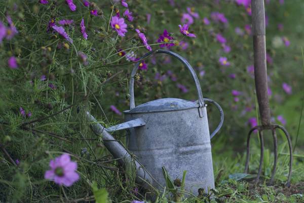 Carry on gardening: eight tips to help you garden through the crisis