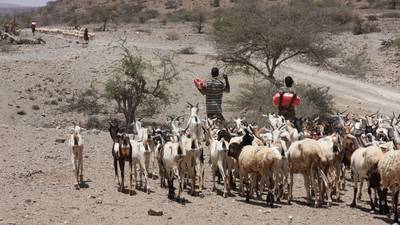 Somaliland drought takes its toll  on way of life