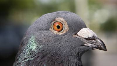 Man faces trial over nuisance pigeons in Stoneybatter