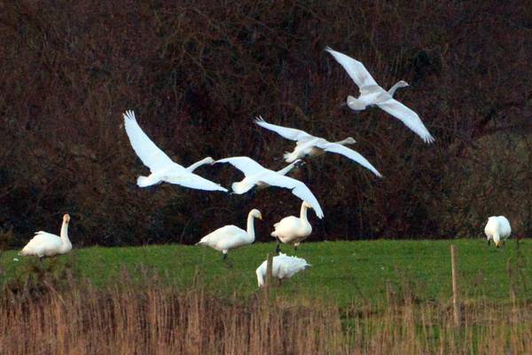 Swan census part of European research into warming threat