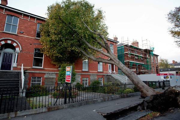 At least 70 Dublin trees blew down during Storm Ophelia