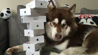 Son of  China’s richest man buys eight iPhone 7s – for his dog
