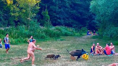 Berliners move to save life of wild boar in nudist laptop chase