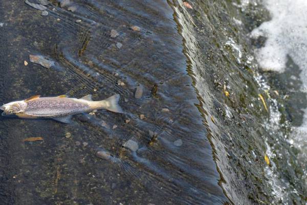 More than 500 fish killed in Tolka over discarded tyre