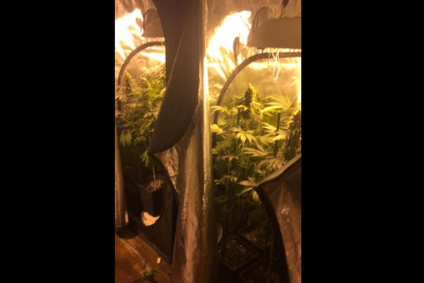 Cannabis worth €60,000 seized in Newbridge growhouse raid