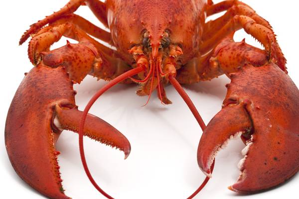 Lobster: A splendid meal that’s not just for poshos